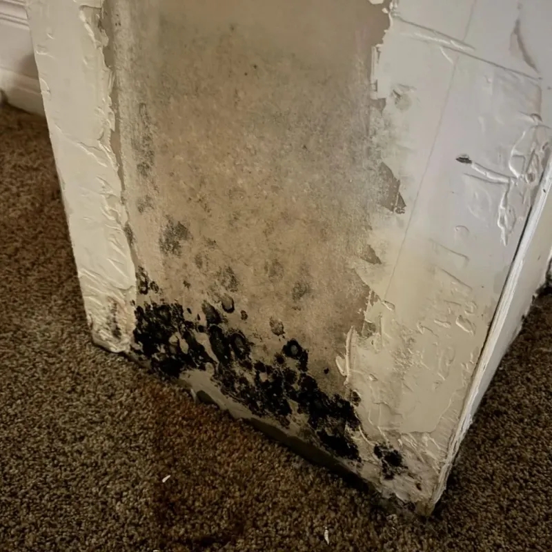 Professional Mold Removal in Carrollton, MI